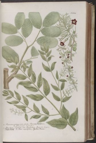 Aspalatus - Rhodium lignum или Convolvulus scoparius (вьюнок прутовидный)